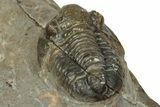 Detailed Proetid (Gerastos) Trilobite Fossil - Morocco #343288-3